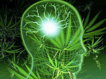 cannabis impacto no cerebro das pessoas jovens psiquiatra ciulla clinica porto alegre